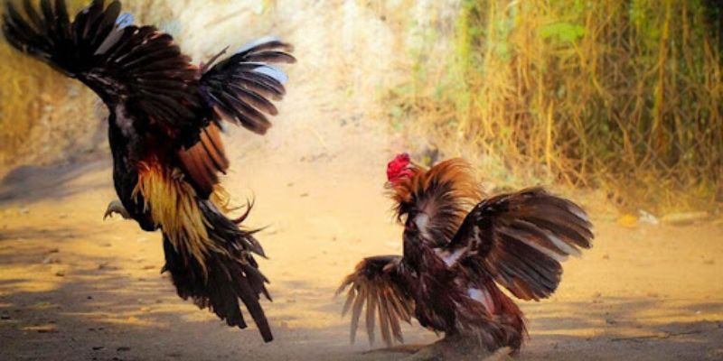 Các Loại Gà Thường Dùng Trong Đá Gà